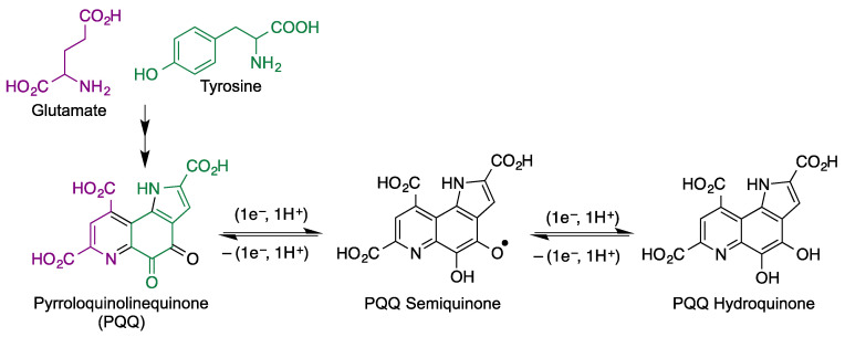 Biosynthetic origin of PQQ and its redox equilibria with PQQ semiquinone and hydroquinone.