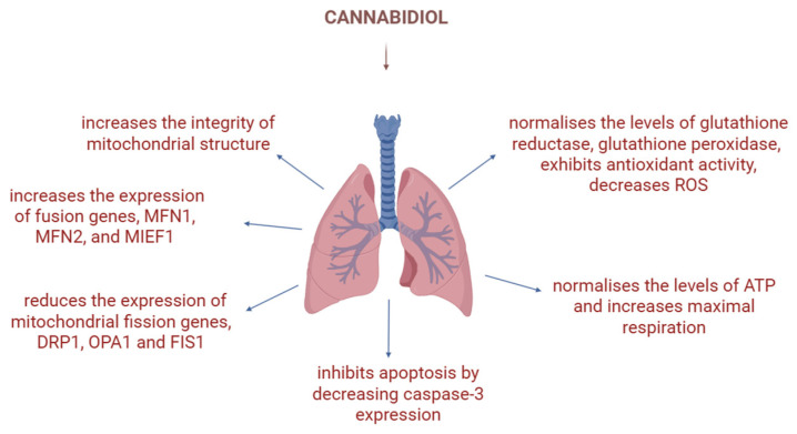 Various effects of CBD on mitochondria in pulmonary disease: CBD normalises the levels of antioxidant enzymes, decreases ROS, increases maximal respiration and normalises ATP levels, inhibits apoptosis, reduces the expression of fission genes and increases the expression of fusion genes, and increases the integrity of mitochondrial structure. Image created with the help of BioRender.com.