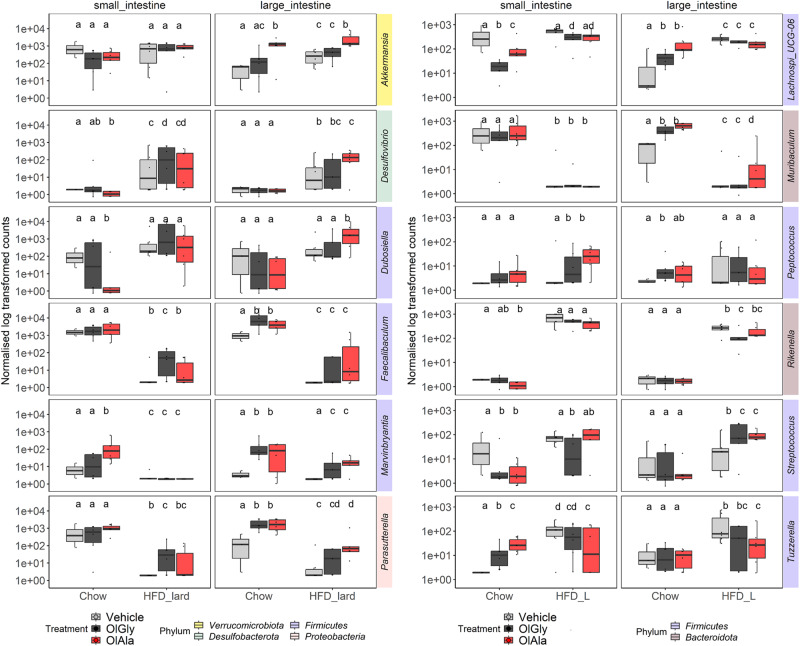 Treatment with OlGly and OlAla induces similar changes in microbiota taxa under HFD-L, but OlAla produces additional changes in the large intestine.Selection of interesting taxa displaying significant changes in normalized genera level abundance between vehicle vs. OlGly/OlAla treatments and/or between diets chow vs. HFD lard as assessed by DESeq2 analysis in the different gut regions. Pairwise statistical differences per gut region were denoted by letters according to Wald tests. Identical letters indicated no significant differences (p > 0.05).
