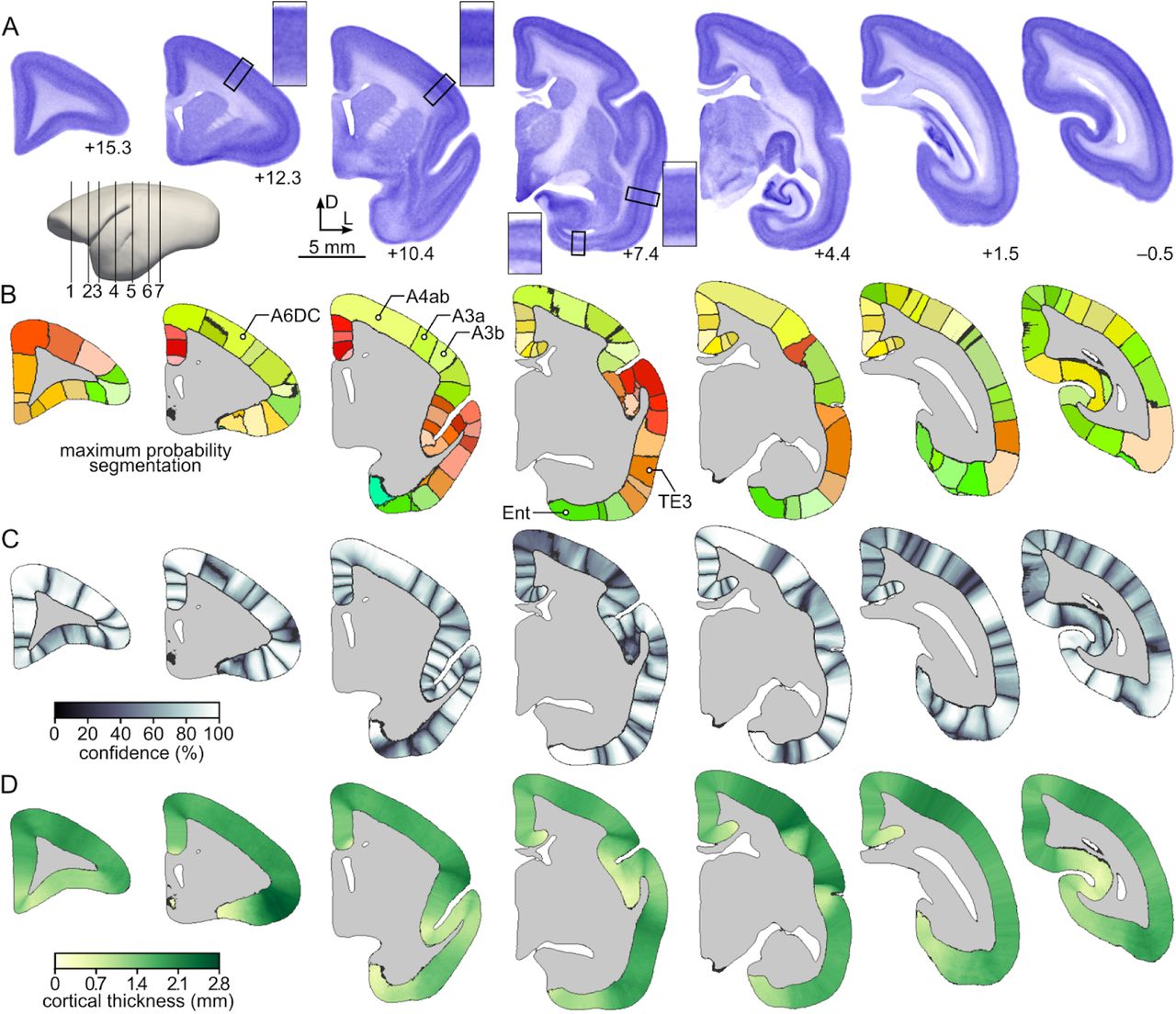 The main data layers of the Nencki–Monash template.Coronal cross-sections at various anterior-posterior levels illustrating the main layers of data constituting the template: A: The template represented as a Nissl-stained volume. A schematic lateral view of the template (left) indicates the levels of coronal sections corresponding to anteroposterior levels ranging between –0.5 and +15.3. The magnified regions next to some of the sections illustrate the laminar characteristics of selected cytoarchitectural areas labelled in panel B. B: Maximum probability segmentation of the cerebral cortex into 116 areas created by selecting, for each cortical profile, its most probable label (Fig. 3C, D). The black contours represent the borders of individual areas and are drawn for the clarity of the visualization. C: Segmentation confidence level map. D: Cortical thickness map. Additional two data layers of the template are presented in Fig. S2, while cross-sections in horizontal and parasagittal planes are shown in Figs. S3 and S4. All datasets are available for download from http://www.marmosetbrain.org/nencki_monash_template.