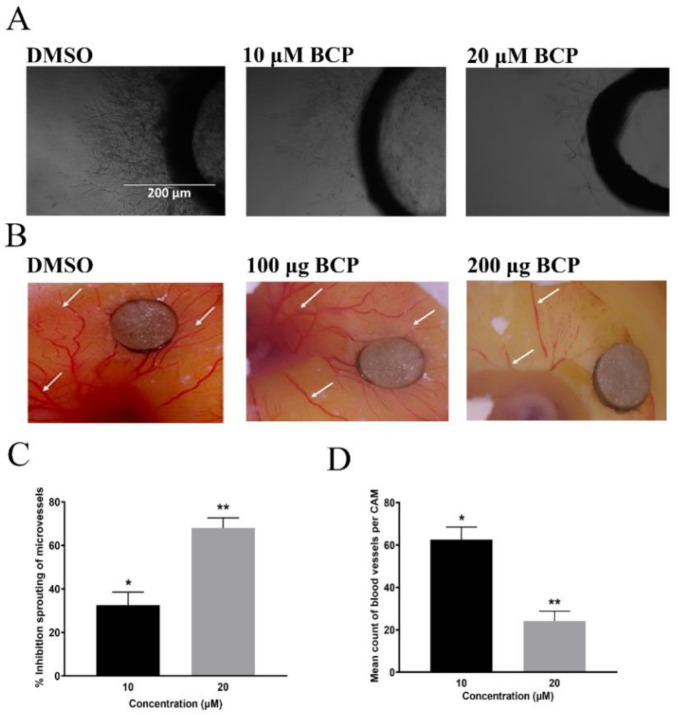BCP inhibited angiogenesis ex vivo and in vivo. Photomicrographs showing the anti-angiogenic effect of BCP on the sprouting of microvessels in the rat aortic ring assay after treatment with (0.5% DMSO), 10, and 20 µM BCP. Representative images were taken on the 5th day of the experiment using an inverted phase-contrast microscope at 4× magnifications with the scale indicating 200 µm (A). Photomicrographs showing anti-angiogenic effect of BCP against chick embryonic CAM assay. Representative images of BCP on neovascularization in the chorioallantoic membrane, where the white arrows indicate the growth of new blood vessels indicating angiogenesis (B). Effect of BCP on rat aortic ring assay (C). Effect of BCP on the chick embryonic CAM assay (D). The data were represented as the mean ± SD (n = 3). * p < 0.05 and ** p < 0.01 compared to DMSO-treated control group.