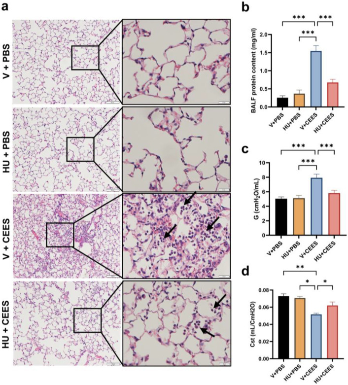 CB2R activation mitigates CEES-induced lung damage and preserves lung function. C57BL/6J WT mice received either vehicle or HU308 and were treated with PBS (control) or CEES. Lung injury was assessed 48 h post-treatment. (a) Representative H&E-stained lung tissue images, with low magnification (scale bar: 100 µm) and high magnification (scale bar: 20 µm). The black arrows are pointing at immune cells. (b) Total protein levels in bronchoalveolar lavage fluid (BALF) were measured (n = 6). (c) Tissue dampening (G) and (d) static lung compliance (Cst) were evaluated using the FlexiVent System with FlexiWare software. n = 5, * p < 0.05, ** p < 0.01, *** p < 0.001. Data are presented as the mean ± SEM. V: vehicle, HU: HU308.