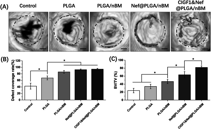 The micro-CT results of specimens at 8 weeks postoperatively. A representative 3D model, B defect coverage rate, and C bone volume fraction (BV/TV) of each sample. Bar = 1 mm, n = 3, *p < 0.05