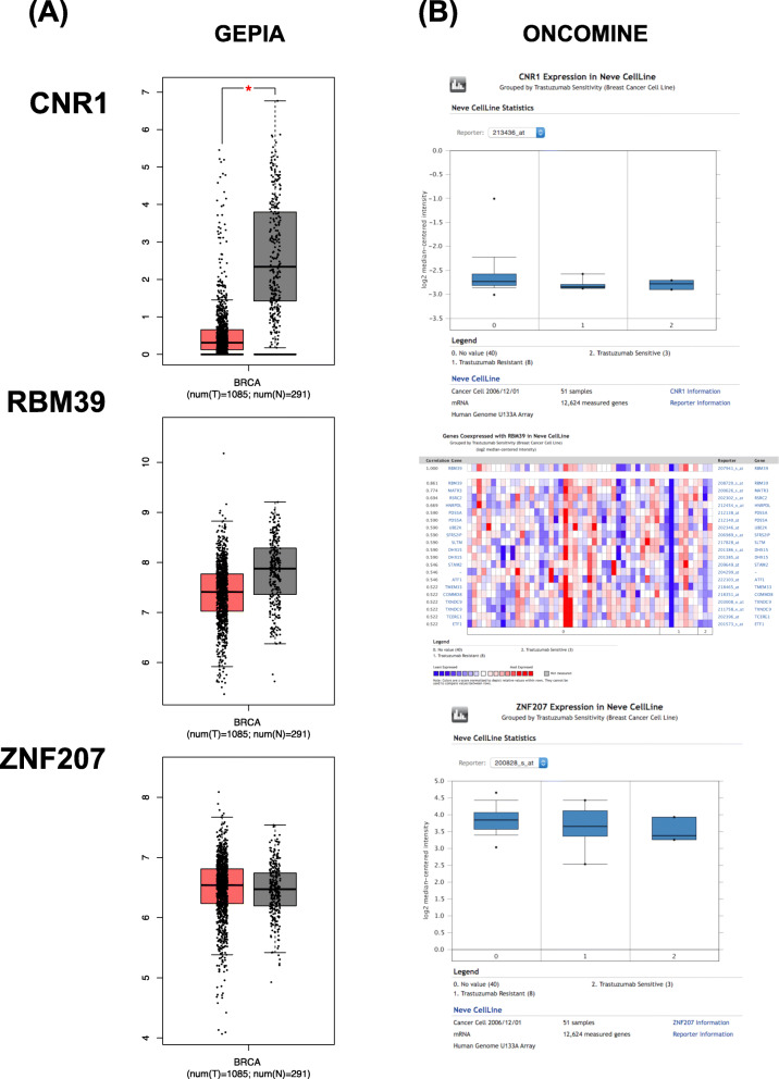CNR1, RBM39, and ZNF207 mRNA levels in a. Breast cancer samples, analyzed by GEPIA and b Trastuzumab resistance breast cancer samples, analyzed by ONCOMINE