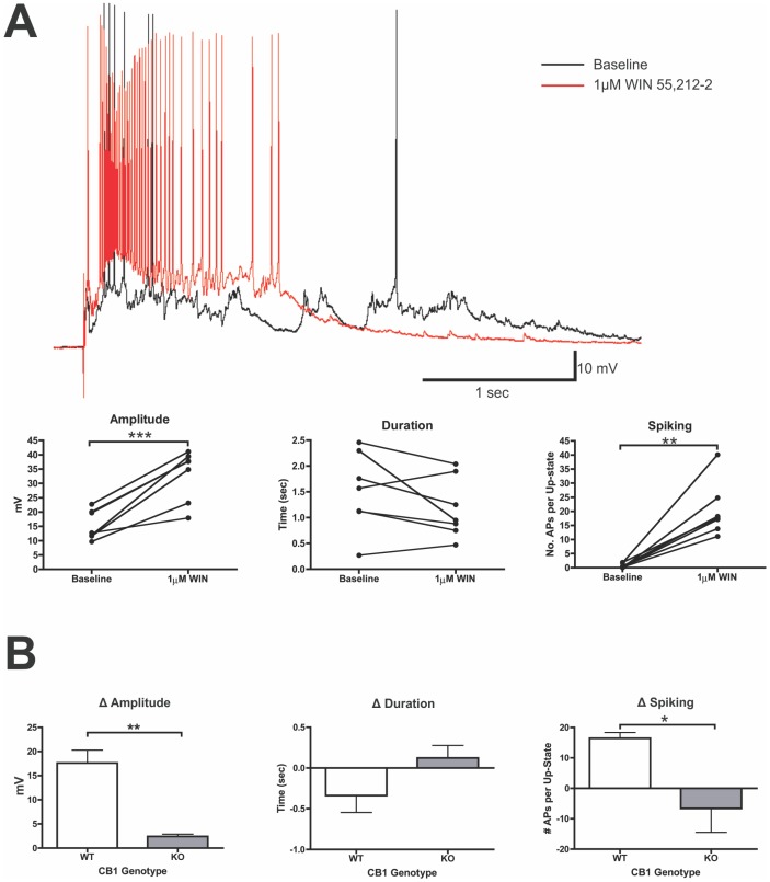 The CB1 agonist WIN 55,212-2 enhances up-state amplitude and spiking.A, example traces from the same neuron before and after application of WIN (1 µM) and summary data from these experiments. In graphs, connected points represent data from the same neuron. B, comparison of the change in up-state parameters following WIN treatment in wt and CB1 KO cultures. Bars represent mean ± SEM of difference scores for each measure of up-states (N = 7 cells). Symbols: *p<0.05, **p<0.01, and ***p<0.001.