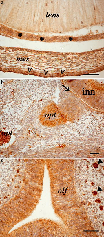 Photomicrographs of the developing eye (a, b) and nasal cavities. a CB1R labelling is visible in the epithelium comprising the capsule of the lens (asterisks), in the cell cytoplasm of the mesothelial layer of the cornea (mes) and in the surface epithelium of cornea (arrowheads); b CB1R immunoreactive fibres of the optic nerve (opt), the inner (inn) and outer (arrow) layer of the optic cup (future nervous and pigmented layer of retina) are shown; c CB1R reactivity is visible in the olfactory epithelium (olf) and in the olfactory nerve branches (full arrowheads). Scale bars are equal to 50 µm