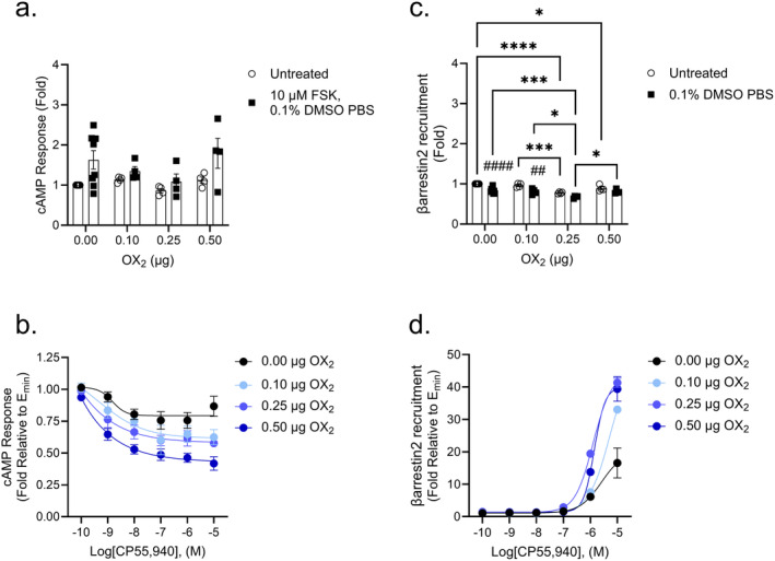 CB1‐dependent inhibition of cAMP and βarrestin2 recruitment in CB1‐OX2 cells. CHO cells stably expressing CB1 and transiently expressing OX2 were treated with 10 μM FSK and 0.1 nM–10 μM CP55,940 for 90 min to measure cAMP inhibition (A, B) or 0.1 nM–10 μM CP55,940 for 90 min to measure βarrestin2 recruitment (C, D). Data were fit to a 4‐parameter non‐linear regression and are represented as fold over vehicle. Data are mean ± SEM from n = 4–8 independent experiments performed in triplicate. *p < 0.05, ***p < 0.001, ****p < 0.0001 within treatment between groups; ## p < 0.01, #### p < 0.0001 within groups between treatments as determined by two‐way ANOVA followed by Tukey's post hoc test.