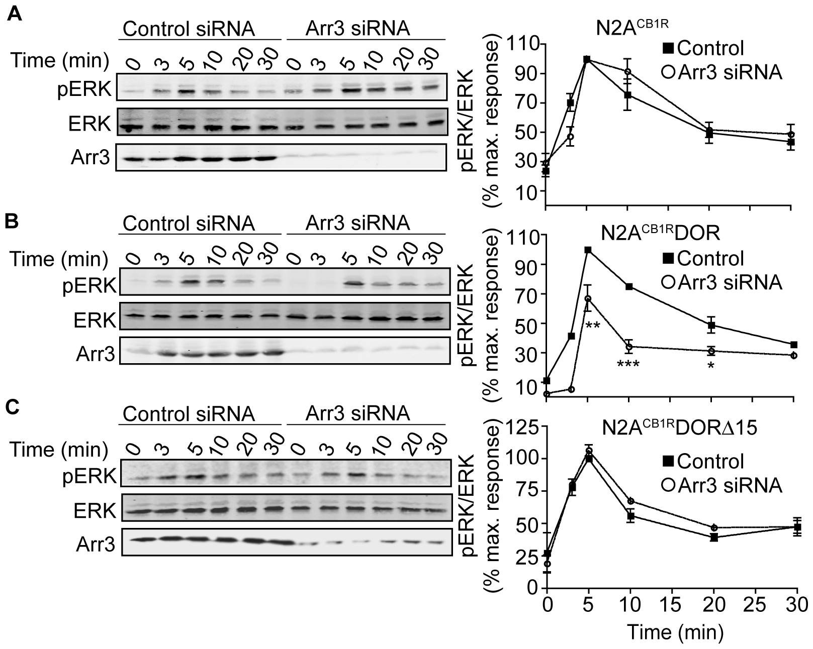 Engagement of arrestin3-dependent signaling in N2ACB1RDOR.Time course of Hu210-mediated ERK phosphorylation in A, N2ACB1R; B, N2ACB1RDOR; and C, N2ACB1RDORΔ15 cells transfected with control or arrestin3-targeting siRNA. N2ACB1R alone or stably expressing either DOR or DORΔ15, transfected with a control or arrestin3-targeting siRNA, were starved for 4 hours, then stimulated with 100 nM Hu210 for the indicated times. Cell lysates (30 µg protein) were subjected to Western blotting for the levels of ERK (1∶1000), pERK (1∶1000), and arrestin3 (1∶500) as described in Methods. IRDye 680 anti-rabbit and IRDye 800 anti-mouse were used as secondary antibodies (1∶10,000). Data represent Mean ± SEM (n = 3); *p<0.05; **p<0.01; ***p<0.001, for control vs Arr3 siRNA (t test).