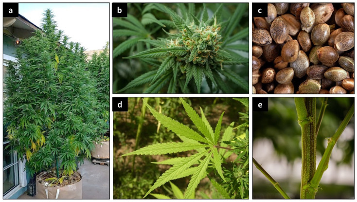Cannabis sativa L. General aspect (a); inflorescence (b); seed (c); leaf (d); stem (e).