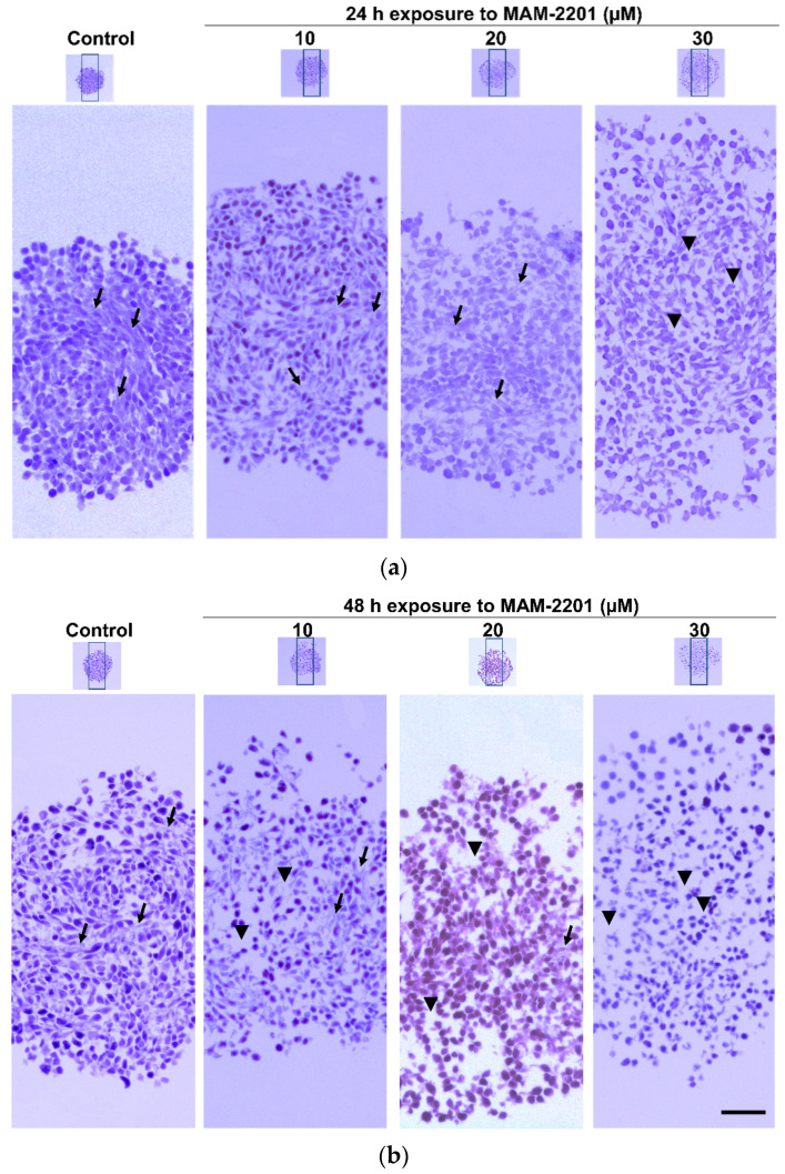 Masson’s trichrome staining. Representative images of trichrome staining in D384 spheroid section treated with or without MAM-2201 after 24 h (a) and 48 h (b). The rectangle indicates the magnification (10×), black arrows indicate the ECM, and the arrow head indicates the empty spaces (reduction in the amount of collagen fibers). Scale bar: 100 μm.