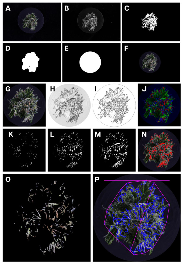 Representation of stages in the image analysis pipeline used to isolate stigmas from the cannabis inflorescence for digital analysis. (A) The original RGB image showing the inflorescence; (B) the RGB image is converted to the L*a*b color space; (C) the L-channel was isolated and a binary threshold of 41 applied to separate the inflorescence from the background; (D) a 27 × 27 opening operation was applied, followed by a 41 × 41 dilation operation to create a binary mask; (E) a minimum enclosing circle was placed around the binary mask to create a circular mask; (F) the circular mask was applied to the RGB image to remove unnecessary detail outside of the inflorescence; (G) a minimum enclosing rectangle is fitted around the binary mask to crop the image to improve analysis efficiency; (H) the modified RGB image was converted into the CMYK color and a median blur of 11 px applied to the K-channel; (I) an adaptive threshold was applied to the K-channel, using a Gaussian-weighted sum of the neighborhood values with a neighborhood area of 11; (J) to assist with trichome removal and small stigma retention, a maxRGB operation was applied to the RGB image; (K) the B-channel from the maxRGB image was isolated to identify trichomes; (L) a logical-AND operation combined the maxRGB binary with the binary image that had been subjected to the adaptive thresholding to collect all of the stigmas; (M) a logical-OR operation was then used to combine this with the previously derived binary image to create a final binary mask; (N) an illustration showing how the stigmas have been correctly identified, indicated as red markings overlaying the original cropped RGB image; (O) the final binary mask is applied to the cropped RBG image to retain only the stigmas; (P) the image can then be analyzed for various morphological and color characteristics.