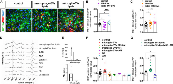 eCBs are present among EV lipids and drive OL differentiation. (A) Representative images of OPCs stained for MBP (red), GPR17 (green) and DAPI (blue) in non-stimulated cultures (control) or cultures exposed to the lipid fraction from EVs released by inflammatory macrophages (macrophage-EVs lipids) or microglia (microglia-EVs lipids). (B, C) Bar graphs shows quantification of MBP+ cells in control OPCs and in OPCs exposed to intact macrophage EVs (macrophage-EVs) or their lipid extract (macrophage-EVs lipids) (N=4 in two-three replicates; One-way ANOVA p=0,0002 with Holm Sidak’s multiple comparisons) (B) or to intact microglial EVs (microglia-EVs) or their lipid extract (microglia-EVs lipids) (N=5, three-four replicates; Kruskal-Wallis test p<0,0001 with Dunn’s multiple comparisons test) (C). (D) Raman spectra obtained from lipid extracts of EVs derived from inflammatory macrophages (macrophage-EVs lipids) or microglia (microglia-EVs lipids) in comparison with the spectra of lipid standard (2-AG, AEA, Sulfatide, DEA, GM1, PS and Cholesterol). Arrows show the presence of peaks common to 2-AG, AEA and GM1 in the lipid extracts. (E) 2-AG and AEA content in EVs versus donor microglia (N=3). Values are normalized on sample protein content. (F, G) Bar graphs shows quantification of MBP+ cells in control OPCs, OPCs exposed to intact microglial EVs (microglia-EVs) or their lipid extract (microglia-EVs lipids) in absence or in presence of eCB receptor antagonists SR141716A and AM630 in combination (SR+AM) or alone (SR, AM) [(F) N=3, three replicates; One-way ANOVA p<0,0001 with Holm Sidak’s multiple comparisons; (G) N=3, three replicates; One-way ANOVA p<0,0001 with Tukey’s multiple comparisons]. * = p<0.05; ** = p<0.01; *** = p<0.001 and **** = p≤0.0001. Not significant differences are indicated by ‘ns’.