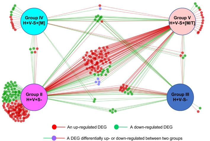 Relationship of unique DEG in 12 pathways across study groups. DEG in each of 12 pathways including 6 pathways perturbed in both Group II and Group V, two perturbed uniquely in Group III, and 4 perturbed specifically in Group V, were collected, deduplicated and assigned back to study groups. The relationships of DEG across groups were displayed as networks to display DEG unique to each group or shared between/among groups. Red dot/line, an up-regulated DEG; green dot/line, a down-regulated DEG; purple dot with green and red lines, differentially up- or down-regulated between two groups