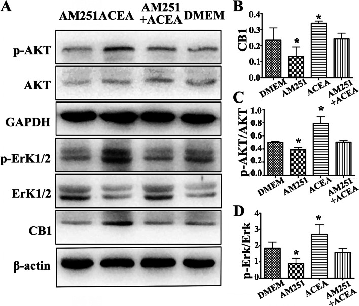 Effect of pharmacological intervention of CB1 on expression of the CB1, AKT,p-AKT, Erk1/2 and p-Erk1/2 proteins in adenomyotic JZSMCs. a Characteristic blots foreach protein. b Comparison of intercellular CB1 protein expression in each group. c Comparison of the intercellular p-AKT/AKT ratios. d Comparison of the intercellularp-Erk/Erk ratios. Three independent experiments were conducted for each treatment, and onerepresentative image from each group of three experiments is shown. The error bars on all histograms indicate the standard deviation. *, P < 0.05
