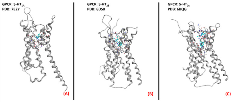 Three-dimensional structures of the serotonin receptors that could be considered for ALS treatment. (A) 5-HT1A (sourced from the Protein Data Bank, PDB code:7E2Y [120], method: cryo-EM, resolution: 3.00 Å), (B) 5-HT2B (sourced from the Protein Data Bank, PDB code: 6DS0 [121], method: X-ray diffraction, resolution: 3.19 Å), and (C) 5-HT2C (sourced from the Protein Data Bank, PDB code: 6BQG [122], method: X-ray diffraction, resolution: 3.00 Å). All of the images were created and rendered with MOE.