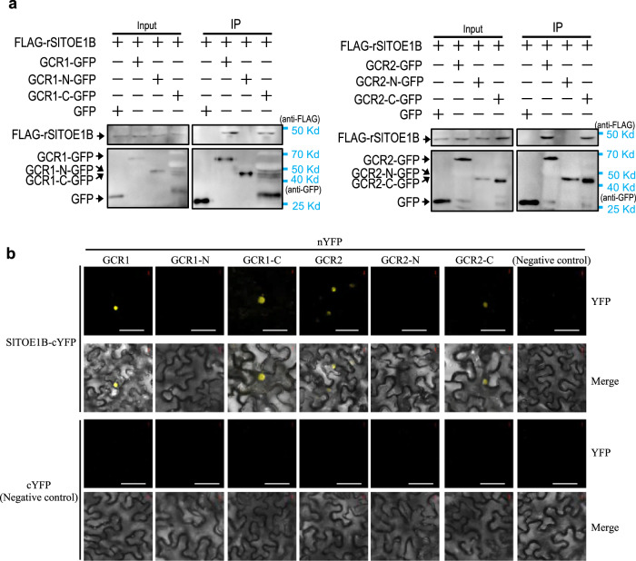 GCR1/2 interact with SlTOE1B in vivo.a Co-immunoprecipitation (CoIP) assay shows GCR1/2 and GCR1/2-C could interact with SlTOE1B in vivo. GCR1, N-terminal domain of GCR1 (GCR1-N), C-terminal domain of GCR1 (GCR1-C), GCR2, GCR2-N and GCR2-C were fused with GFP. SlTOE1B fused with FLAG. GFP (left lane, negative control) or GFP fused with the target protein (other lanes) were used as bait to bind to the GFP beads. Immunoprecipitated proteins were detected by anti-FLAG. b Results of bimolecular fluorescence complementation (BiFC) assays in N. benthamiana leaf epidermal cells show GCR1/2 interacted with SlTOE1B through its C-terminal domain. GCR1/2 and their fragments fused with C-terminal domain of YFP (nYFP). SlTOE1B fused with N-terminal domain of YFP (cYFP). Three biological repeats were performed for each interaction. Bar: 50 μm.