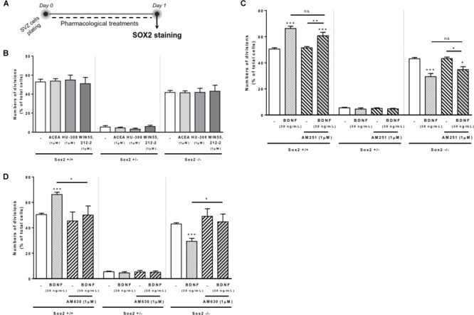 BDNF-CB2R interaction regulates SVZ self-renewal. BDNF treatment promoted an increase in self-renewing capacity of SVZ cells which was blocked by CB2R antagonism, albeit cannabinoid receptor activation had no effect. (A) Schematic representation of the experimental protocol used to study cell-fate. Day 0 represents the day of cultures where the SVZ cell suspension was treated with the drugs for 24 h. (B–D) Bar graphs depict the percentage of Sox2+/+, Sox2+/–, Sox2–/– cell pairs expressed as percentage of total cells per culture. Data are expressed as mean ± SEM. n = 3–9. ∗p < 0.05, ∗∗p < 0.01 and ∗∗∗p < 0.001 using Dunnett’s multiple comparison test. ns, non-significant.