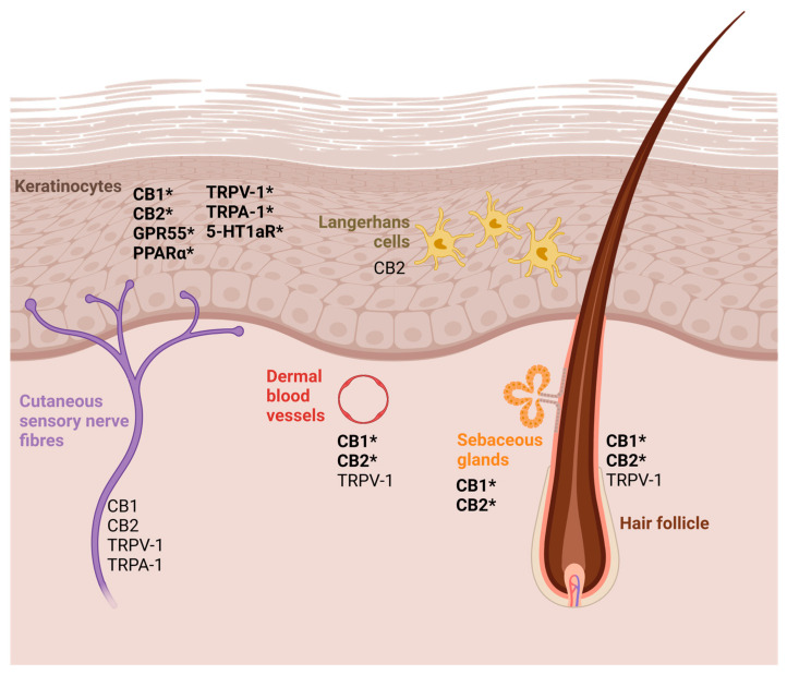 A schematic representation of the CB receptors in the skin, inspired by the diagram by Baswan et al., 2020 [9]. The receptors marked with * have been found in dog skin [31,32]. Although CBD does not appear to have a strong affinity for CB1 and CB2 receptors, it may play a role in other cutaneous CB receptors. CBD may also have an effect by increasing the binding of endocannabinoids (AEA and 2-AG) to CB receptors, including CB1 and CB2, an effect known as the “entourage” effect. CB1 and CB2: cannabinoid receptor 1 and cannabinoid receptor 2; GPR55: G protein-coupled receptor 55; PPARα: peroxisome proliferator-activated receptor α; TRPV-1: vanilloid receptor 1; TRPA-1: transient receptor potential ankyrin 1; 5-HT1aR: serotonin 1A receptor. Created in BioRender. Fernandes, B. (2025). Available online: https://BioRender.com/o61s214 (accessed on 31 January 2025).