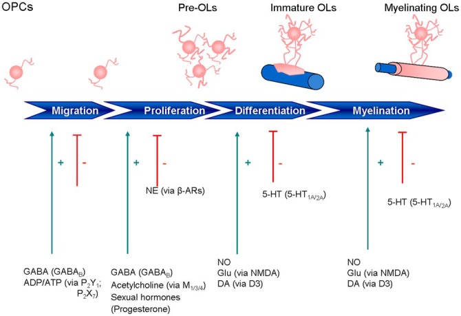 Expression of neurotransmitter and other signaling receptors during oligodendrocyte maturation. ADP, adenosine diphosphate; ATP, adenosine triphosphate; β-ARs, β-adrenoreceptors; DA, dopamine; GABA, γ-aminobutyric acid; GLU, glutamate; NE, norepinephrine; 5-HT, 5-hydroxytryptamine; NO, nitric oxide.