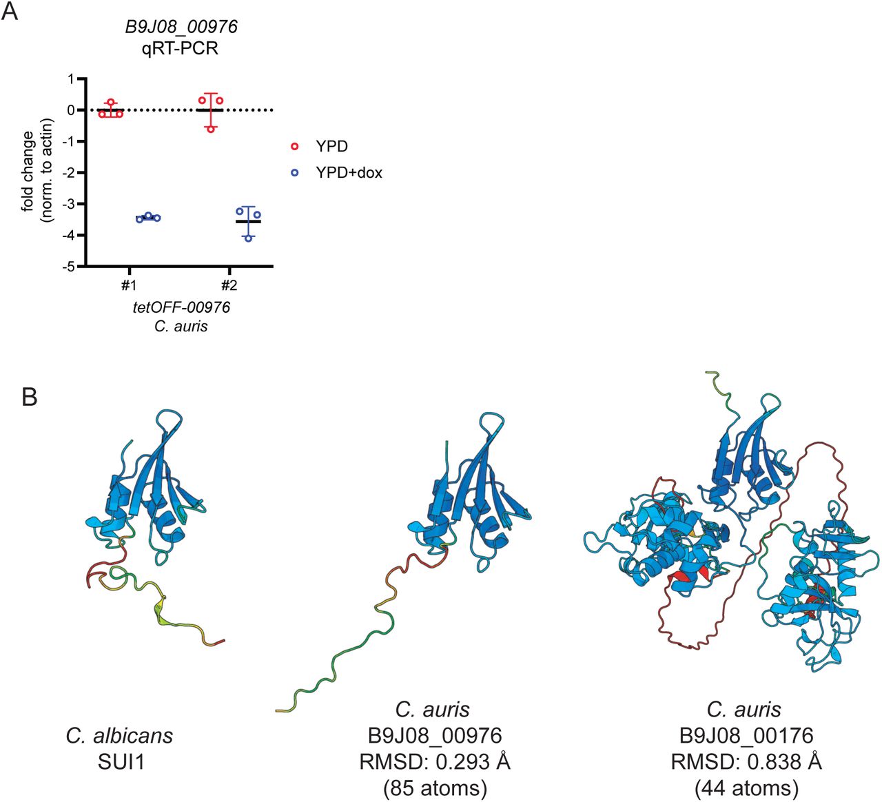 (a), qRT-PCR for B9J08_00976 in indicated C. auris isolates, with and without 40 μg/mL doxycycline treatment. (b) Alphafold predicted structures for the C. auris and C. albicans Sui1 protein in comparison with B9J08_00176, which has a Sui1-like fold. RMSD over the shared domain is 0.838 Å.