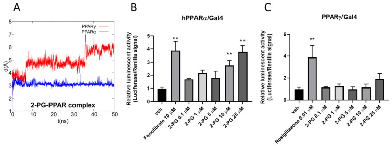 (A) Root-mean-square deviation (RMSD) plot of 2-PG in complex with PPARα/γ over the 50 ns of molecular dynamics (MD) trajectory after best fitting of protein backbones. Luciferase assays performed in PPARα- or PPARγ-transfected COS cells (B,C). Bar graphs showing the ratio between firefly and Renilla luciferase in response to increasing concentrations of 2-PG. Fenofibrate and rosiglitazone were used as positive controls for PPARα (B) and PPARγ (C), respectively. The vehicle group was set to 1; thus, the relative luciferase activities obtained for each tested compound and concentration are presented as fold induction in comparison to the vehicle control. Each point is the mean ± SEM of four separate determinations performed in duplicate. The double asterisk denotes a p-value ≤ 0.005 versus the vehicle group.