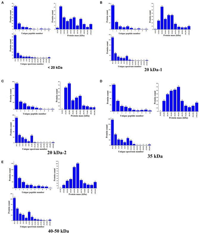 Basic statistical charts for the protein identifications. (A) Identification results for proteins in the 40–50 kDa range. (B) Identification results for proteins in the 30–40 kDa range. (C,D) Identification results for proteins in the 20 kDa range. (E) Identification results for proteins in the <20 kDa range.