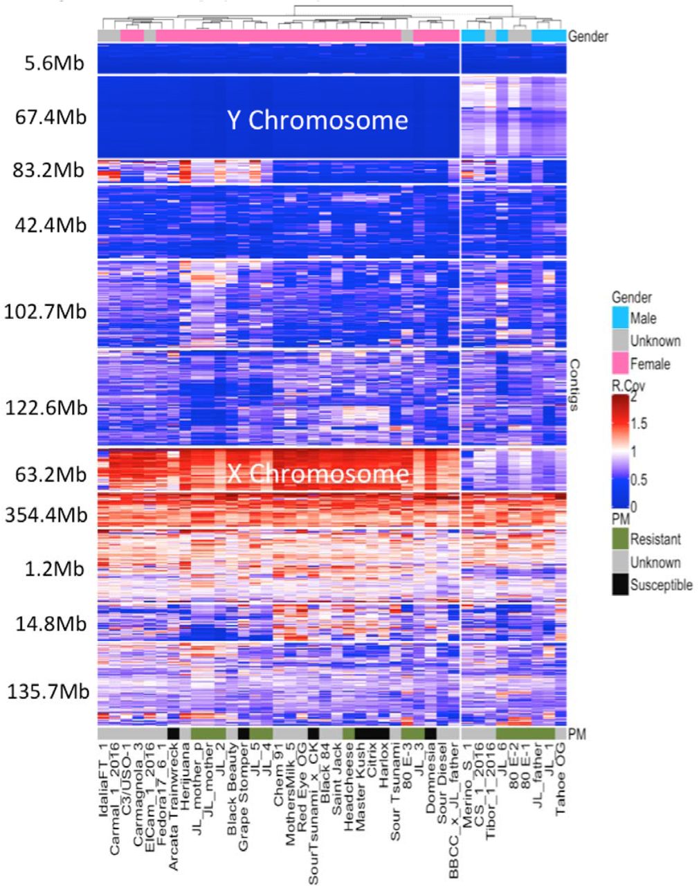 Coverage maps of Illumina sequence across the paternal genome. Paternal genome was not unzipped due to the presence of the pseudoautosomal region of the Y chromosome. Relative coverage of Illumina reads across 1,298 contigs (y-axis) for 40 genomes (x-axis). The nine male genomes are to the right. Female genomes on the left demonstrate no coverage (Blue) over male specific contigs and double the coverage (Red) over X contigs. Some cultivars were provided with unknown gender represented in grey on the bottom x-axis. The contigs are organized into 11 clusters based on their coverage correlation but do not always represent chromosomes. Cumulative length of the contig clusters are displayed on the y-axis.