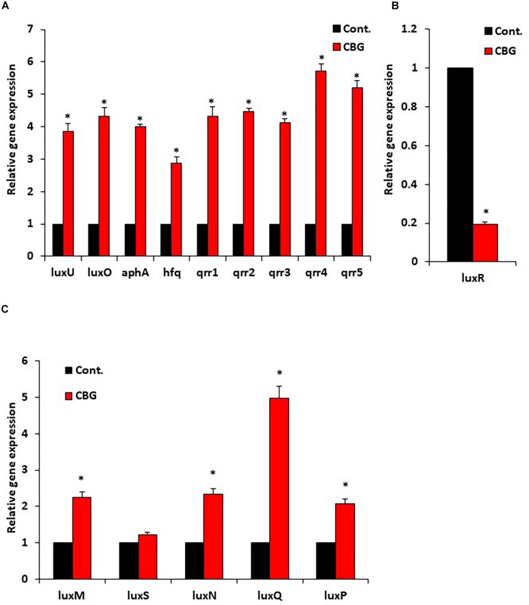 CBG increases the LuxO expression and activity. (A) RNA from wild-type V. harveyi (BB120) that has been incubated with 2 μg/ml CBG for 10 h were analyzed by real-time PCR for luxU and luxO gene expression as well as the expression of the LuxO-regulated genes aphA, hfq, and qrr1-5. The relative expression was compared to untreated bacteria incubated for the same time period using 16S rRNA as internal control. (B) The relative gene expression of luxR in the same samples described in (A). (C) The relative gene expression of autoinducer synthases and autoinducer receptors, N = 3, *p < 0.05.