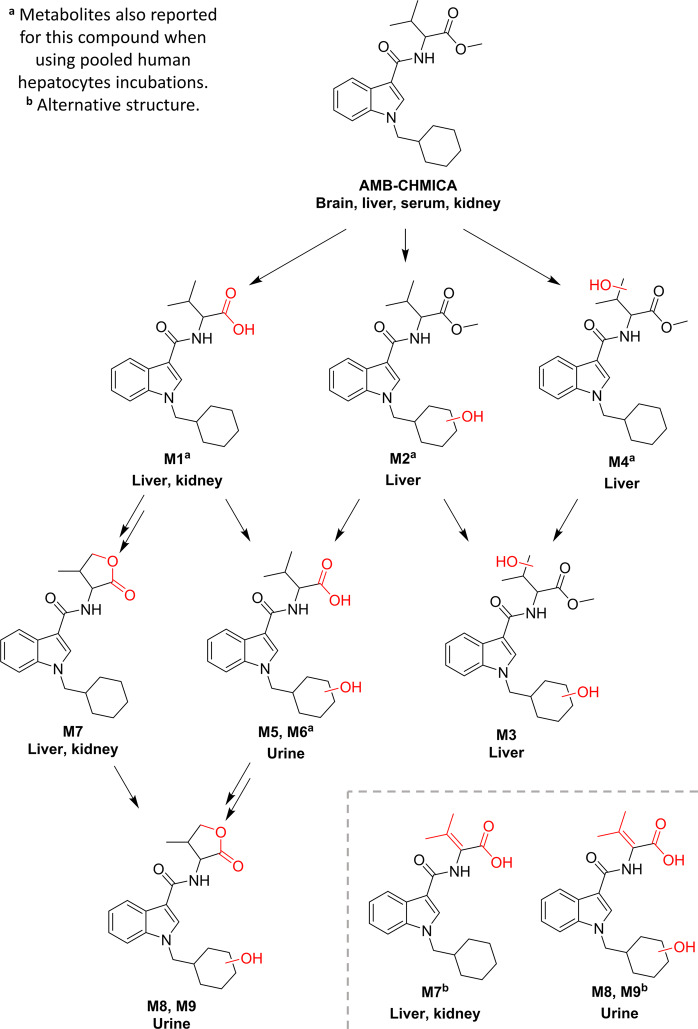 Proposed metabolic pathway for AMB-CHMICA.Red moieties in compound structures indicate biotransformations. Tissue names indicate prevalence of the metabolite.