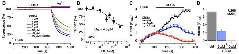 Cannabigerolic acid (CBGA) inhibits native TRPM7 currents in U266 cells. (A) U266 cells were used to investigate the inhibitory efficacy of CBGA in TRPM7-specific bioassay using fluorescence quenching of Fura-2 by Mn2+ influx (1 µm GdCl3 was used to block Mn2+ entry through SOCE in all wells). Cells were were pretreated with various concentrations of CBGA for 10 mins (bar) and then exposed to 0.5 m m external MnCl2 (bar) to induce fluorescence quenching. NS8593 was used as positive control to suppress TRPM7. (B) Concentration-response curve of CBGA on Mn2+-mediated fluorescence quench in U266 cells. Data points for the curve were obtained from the normalized Fura-2 quench in (A) at 1000 s. Data fit yielded a half-maximal inhibitory concentration IC50 of 4.8 ± 1.1 µm. (C) Cannabigerolic acid inhibition of native TRPM7 currents in U266 cells using patch-clamp recordings. Cannabigerolic acid at concentrations of 5 µm (n = 11) and 10 µm (n = 10) were applied from 120 to 320 s (bar). Standard Ringer’s solution without cannabinoid contained acetonitrile as vehicle and was used as control (n = 6). Data points were normalized to the time point before application of CBGA (120 s). (D) Bars reflect TRPM7 current amplitudes obtained from panel (C) at the end of CBGA application (320 s).