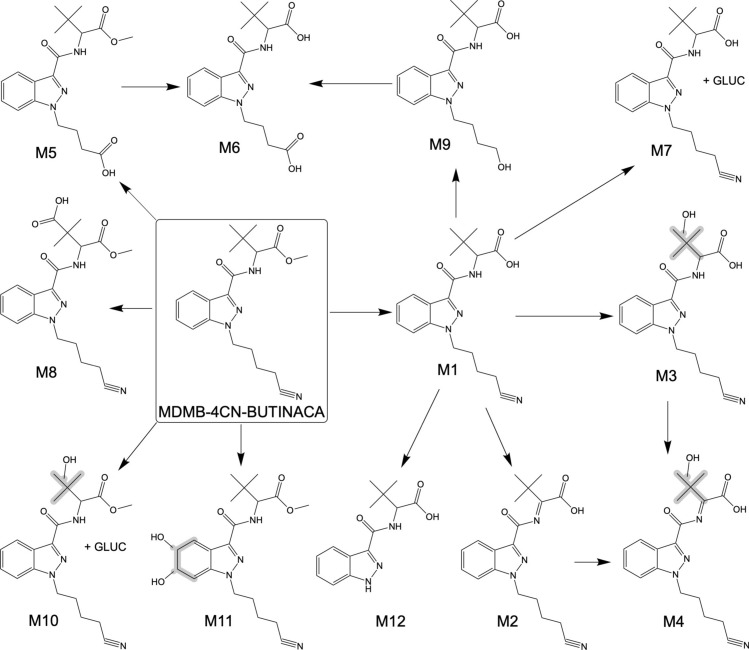 Proposed metabolic pathways of MDMB-4CN-BUTINACA following duplicate 1-, 3-, and 5-h incubation with HHeps