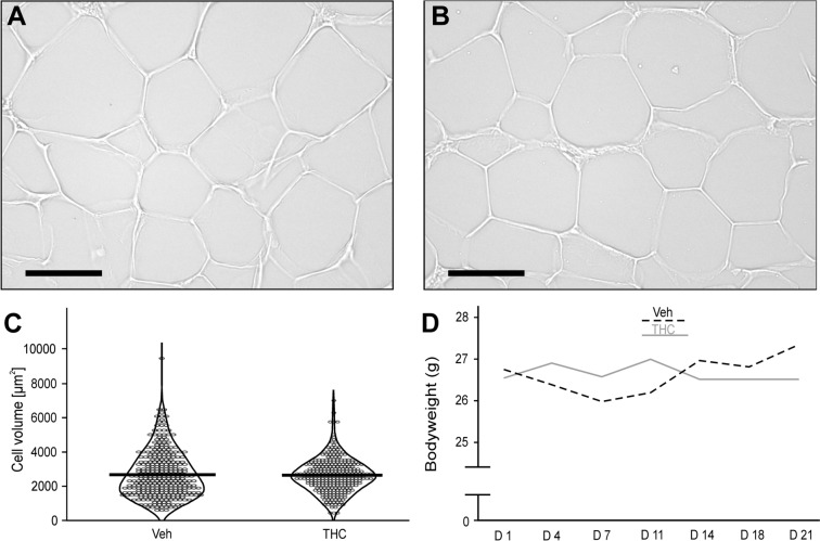 Representative photographs of adipocytes from a mouse of A the vehicle control group (Veh) and B the THC cohort (3 mg/kg). The volume of adipocytes was determined by measuring the area of lipid vacuoles (bar = 50 µm). The cell sizes of 9 animals per group (Veh: n = 319 cells, THC: n = 284 cells) is presented in C, data points are presented in violin plots, thick black line indicates the mean value. The development of the mean bodyweight of experimental animals over the time course of substance application is shown in D
