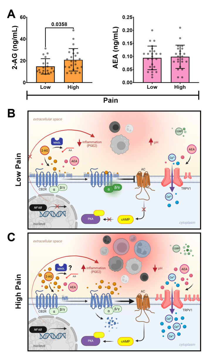 Synovial fluid endocannabinoid levels and hypothesized signaling in low versus high pain states(A) SF concentrations of 2-AG and AEA (ng/mL) measured by LC-MS/MS, compared between low and high KOOS pain groups. 2-AG is significantly elevated in the high-pain group. (B) Hypothesized signaling in a low pain state with low-grade synovitis: normal CB2R expression and physiological 2-AG levels promote CB2R activation via the Gαi/o pathway. This inhibits adenylyl cyclase, reduces cAMP, and suppresses NFκB activation, decreasing pro-inflammatory cytokine production and reducing inflammation/synovitis. TRPV1 activity is likely to be at baseline or appropriately modulated, contributing to lower pain perception. Graphic created in BioRender: Marrero, L. (2025) https://biorender.com/wdd2owj [34]. (C) Hypothesized signaling in a high pain state with high-grade synovitis: increased inflammation and an acidic microenvironment lead to TRPV1 overactivation. This drives supra-physiological 2-AG production and accumulation. Sustained high 2-AG levels lead to chronic CB2R activation, desensitization, downregulation (reduced receptor amounts), and a potential paradoxical shift to pro-inflammatory Gαs signaling. This impairs CB2R's protective effects, potentially increasing NFκB activity and pro-inflammatory cytokine production, exacerbating synovitis, TRPV1 sensitization, and pain. Graphic created in BioRender: Marrero, L. (2025) https://biorender.com/aoj686t [35].SF: synovial fluid, 2-AG: 2-arachidonoylglycerol, AEA: anandamide, LC-MS/MS: liquid chromatography-tandem mass spectrometry, KOOS: Knee Injury and Osteoarthritis Outcome Score, CB2R: cannabinoid receptor type 2, cAMP: cyclic adenosine monophosphate, NFκB: nuclear factor kappa-light-chain-enhancer of activated B cells, TRPV1: transient receptor potential vanilloid 1