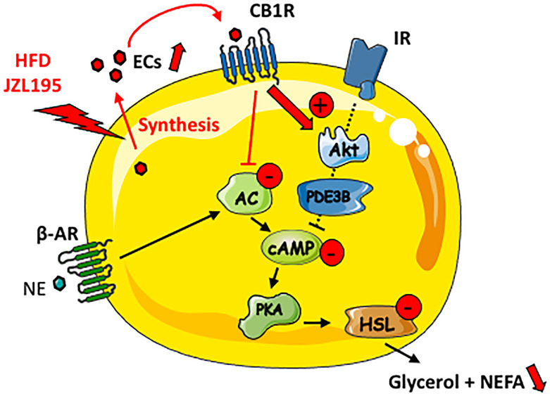 Putative schematic representation for the cAMP-dependent lipolysis regulation by locally produced ECs in lean WAT. AC, adenylate cyclase; ß-AR, beta-adrenergic receptor; IR, insulin receptor; NE, norepinephrine.