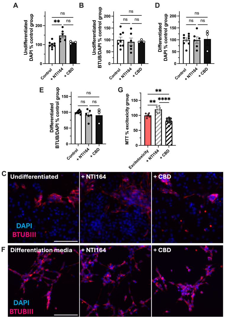 Impacts of NTI-164 and CBD on SHSY-5Y neurons exposed only to excipients (control, white), excipient + NTI164 (+NTI164, grey), excipient + CBD (+CBD, black) excipient + excitotoxicity (Excitotoxicity, pink) and excitotoxicity + NTI164 (+NTI164, grey hatched) and excitotoxicity + CBD (+CBD, black hatched). (A) Impacts on the number of DAPI-positive cells in undifferentiated cultures; (B) impacts on the expression of beta-tubulin (BTUB) as a proportion of DAPI-positive cells as an indicator of spontaneous differentiation, with representative images in (C). (D) Impacts on the number of DAPI-positive cells in differentiated cultures. (E) Impacts on the expression of BTUB in differentiated cells, with representative images in (F). (G) The impacts on the MTT output (mitochondrial activity assay) in differentiated cells in the glutamate exposure excitotoxicity assay. Scale bar = 150 µM, same across all panels. Mean ± SEM, n = 3–10. One-way ANOVA with post hoc test as indicated on the graph. Significance set at **, p < 0.01; ****, p < 0.0001. ns = p > 0.05.