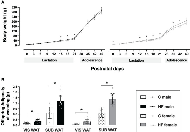 Effect of maternal high-fat (HF) diet on offspring body weight and adiposity in the early life. (A) Body weight and (B) visceral (VIS) and subcutaneous (SUB) adiposity of control (C) and HF male and female offspring at weaning (postnatal day 21). Data are presented as mean ± standard deviation and statistically significant differences were determined by two-way ANOVA followed by Bonferroni test. *p < 0.05.