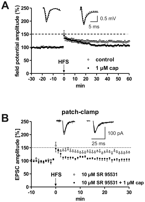 EC-induced LTP is also suppressed by capsaicin in coronal brain slices.This suppression cannot be blocked in the presence of 10 µM SR95531. (A) In extracellular recordings the magnitude of LA-LTP obtained in coronal slices derived from juvenile mice is lower than that in horizontal slices. Nevertheless, capsaicin reduced LA-LTP in both instances. (B) In patch clamp recordings the complete blockade of GABAA receptors did not change the inhibitory effect of capsaicin on LA-LTP obtained in coronal slices derived from adult mice. Representative traces were recorded 5 min prior to tetanus (dashed lines) and 60 min and 30 min, respectively, after tetanus (solid lines) in the lateral nucleus of the amygdala.