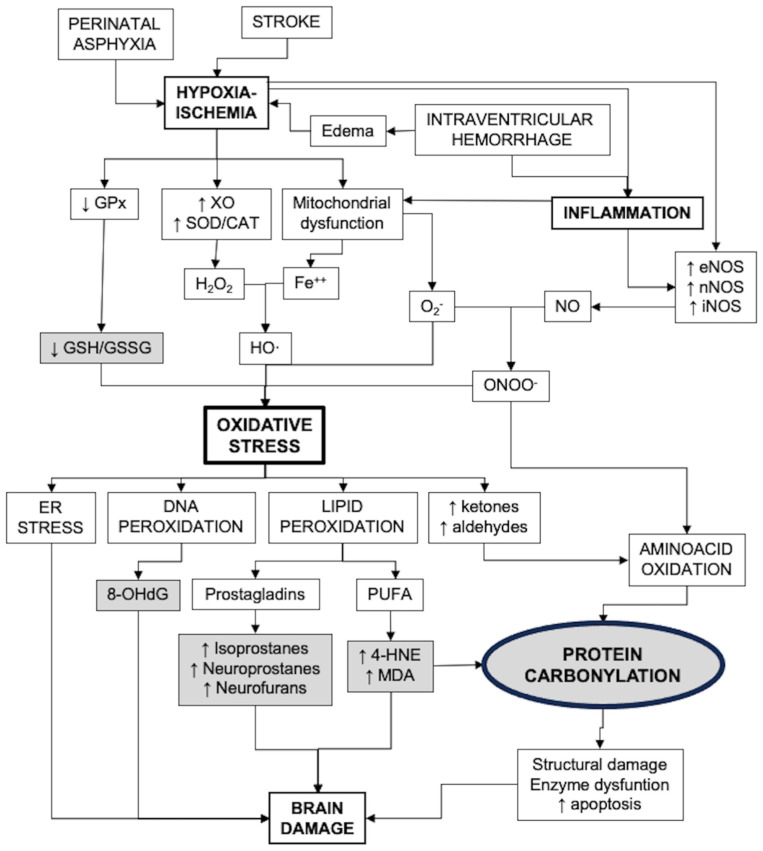 Factors involved in the development of oxidative stress after brain damage in newborns and the consequences. Strategic biomarkers are shown in gray shading. CAT: catalase; ER: endoplasmic reticulum; GPx: glutathione peroxidases; GSH: reduced glutathione; GSSG: glutathione bisulfide; MDA: malondialdehyde; 4-HNE: 4-hydroxynonenal; NOS: nitric oxide synthase; 8-OHdG: 8-hydroxy-deoxyguanosine; PUFA: poli-unsaturated fatty acids; SOD: superoxide dismutase; XO: xanthin oxidase.