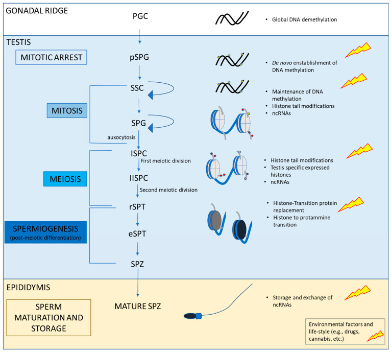 Main epigenenetic mechanisms occurring during the progression of spermatogenesis. During embryo development, Primordial Germ Cells (PGCs) migrate from the base of allantois to the gonadal ridges; in the developing testis they are committed to gonocytes (i.e., pro-spermatogonia) and undergo several rounds of proliferation before entering mitotic arrest. Then, male gonocytes migrate to the basal membrane of the seminiferous tubule and become spermatogonia. Starting from puberty, the potential spermatogonia stem cell pool can self-renew or differentiate into daughter cells, thus affecting the expansion of the mitotic pool and also committing spermatogonia toward the meiotic division. At the completion of meiotic division, the newly formed round spermatids undergo morpho-functional changes (spermiogenesis) and spermatozoa are released from testis. During the transit into the epididymis, spermatozoa acquire fertilization competence (i.e., motility) and are stored for ejaculation. The genome of PGCs is demethylated prenatally. The establishment of DNA methylation occurs in mitotically arrested spermatogonia in parallel to early redistribution of histone tail marks (further details in [25]). Then, DNA methylation status is maintained, and chromatin remodeling occurs via modification of histone tails and the expression of testis-specific histone variants. At spermiogenesis, histones are replaced by transition proteins and then transition proteins are replaced by protamines to get the hypercompact status of chromatin in SPZ. PGC: primordial germ cells; ISPC: primary spermatocytes; IISPC: secondary spermatocytes; SPG: spermatogonia; pSPG: gonocytes (i.e., pro-spermatogonia); eSPT: elongated spermatid; rSPT: round spermatid; SPT: spermatid; SPZ spermatozoa; SSC: spermatogonial stem cell pool. Histones are in light grey; transition proteins are in dark gray; protamines are in dark blue.