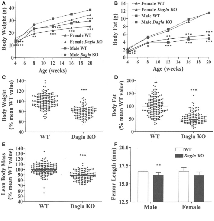 Dagla KO mice are lean on various diets. (A) Time course for body weight of Dagla KO mice and their WT littermates fed HFD. (B) Time course for body fat measured by QMR of Dagla KO mice and their WT littermates fed HFD. For (A,B), N = 12–15 mice for each data point. Normalized data for (C) body weight, (D) body fat measured by QMR, and (E) LBM measured by QMR on 16-week-old Dagla KO mice (N = 131) and their WT littermates (N = 169) fed various diets. (F). Length of femurs from Dagla KO mice (N = 8 males and 6 females) and their WT littermates (N = 9 males and 8 females). KO mice different from WT mice of the same age and gender, *P < 0.05, **P < 0.01, ***P < 0.001.