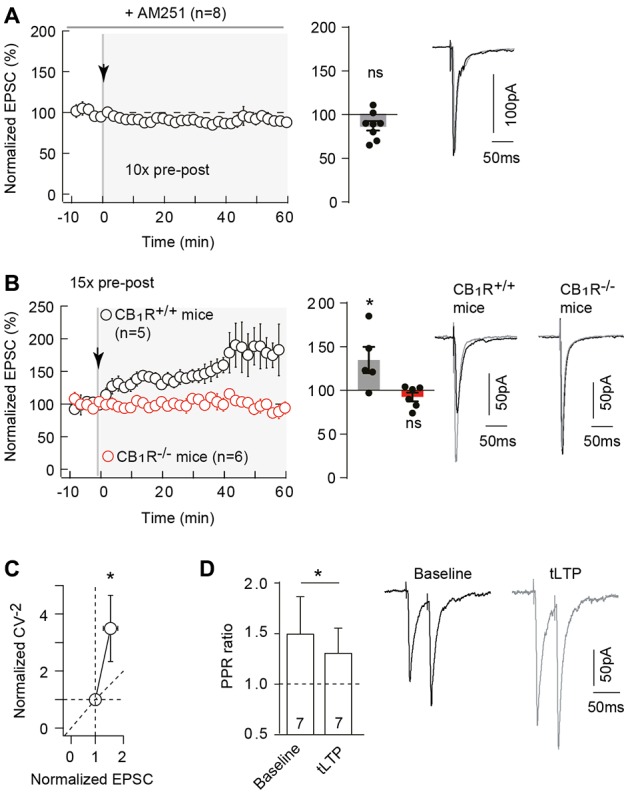 Neocortical 10 pairings-tLTP is type-1 cannabinoid receptor (CB1R)-mediated. (A) Pharmacological inhibition of CB1R prevented 10 pairings-tLTP. Summary of experiments showing that tLTP expression was prevented by AM251 (n = 8 cells from 4 rats; ΔtSTDP = +13 ± 1 ms). (B) tLTP was absent in CB1R−/– mice. Summary of experiments showing that 15 pre-post pairings induced tLTP in CB1R+/+ mice (n = 5 cells from 3 mice; ΔtSTDP = +10 ± 1 ms) whereas no plasticity was observed in CB1R−/– littermate mice (n = 6 cells from 5 mice; ΔtSTDP = +10 ± 1 ms). (C) The mean variance analysis, to determine the plasticity locus, consists in plotting the normalized CV−2 (CV−2 after plasticity induction /CV−2 during baseline) with the normalized EPSC amplitude (EPSC amplitude after plasticity induction /EPSC amplitude during baseline; see “Materials and Methods” section). Normalized CV−2 ≥ normalized EPSCs amplitude (n = 17) indicates a presynaptic locus of the endocannabinoid-mediated spike-timing dependent LTP (eCB-tLTP). (D) Representative traces and summary bar graphs (n = 7 pyramidal cells) of paired-pulse stimulation with 50 ms interstimulus interval illustrate a decrease of facilitation after STDP. This suggests a presynaptic locus of the eCB-tLTP. Representative traces are the average of 15 EPSCs during baseline (black traces) and 50 min after STDP protocol (gray traces). Error bars represent SD. *p < 0.05. ns, not significant.
