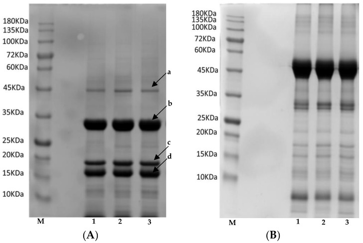 SDS–PAGE profiles of defatted hemp flours of the three studied varieties under (A) reducing and (B) non-reducing conditions. Lane M indicates standard protein marker, lane 1: Ferimon, lane 2: Henola, lane 3: Uso-31. Molecular masses of standards are indicated in kDa. Letters a, b, c, d: Bands of protein constituents.