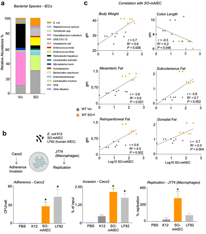 A diet high in LA increases the abundance of SO-mAIEC in WT mouse intestines.