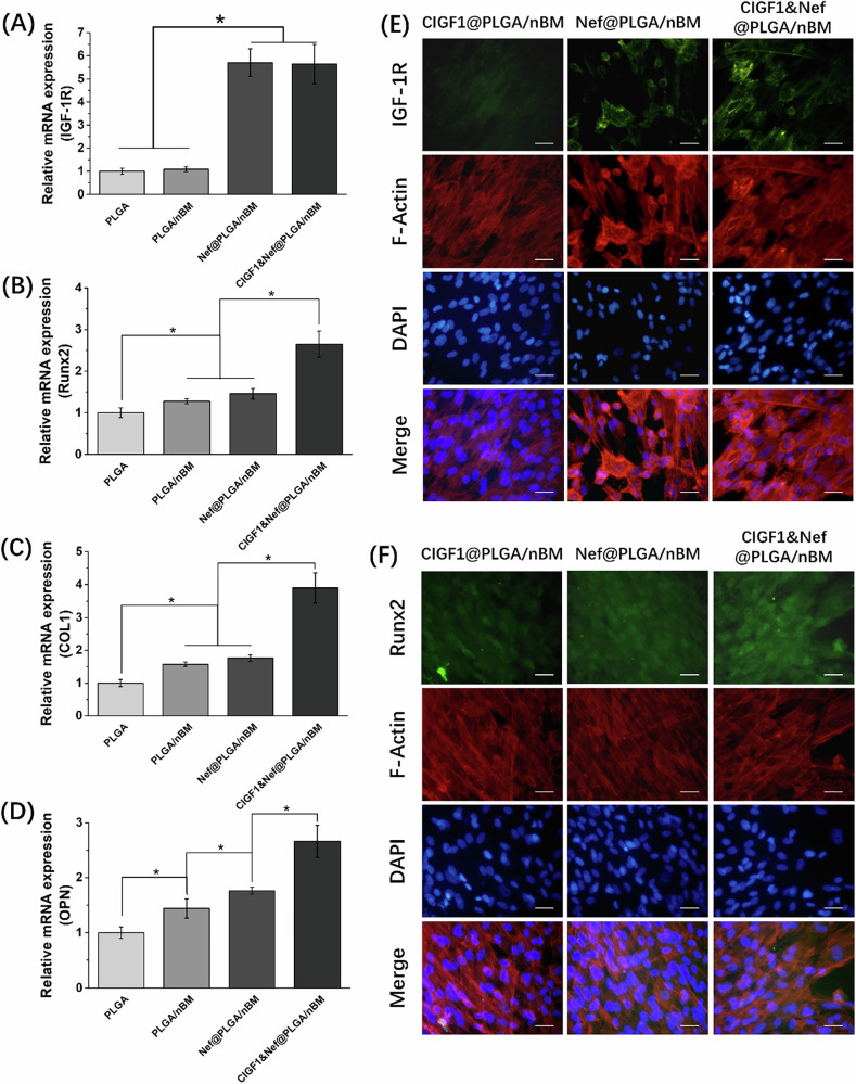 Expression of osteogenic genes and proteins. The relative mRNA expression of A IGF-1R, B Runx2, C COL1, and D OPN in MC3T3-E1 cells on different scaffolds at 7th day. The immunofluorescence staining photos of E IGF-1R and F Runx2 in MC3T3-E1 cells on different scaffolds at 7th day. Bar = 50 μm, n = 3, *p < 0.05