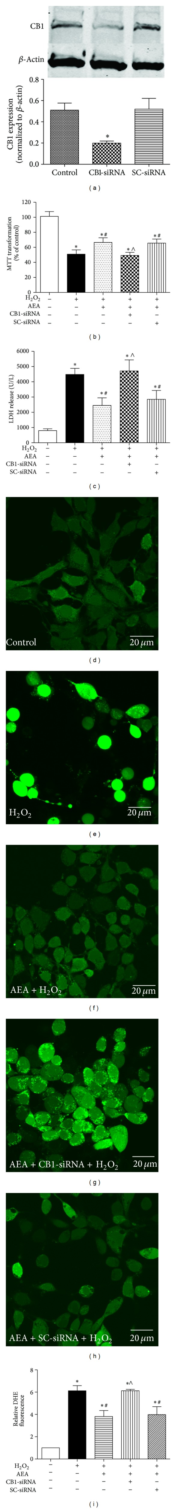 CB1-siRNA reversed AEA-induced protection against oxidative stress. The cells were divided into five groups, Control: cells cultured in drug-free medium; H2O2: cells exposed to 200 μM H2O2 for 3 h; AEA + H2O2: cells exposed to 10 μM AEA plus 200 μM H2O2 for 3 h; CB1-siRNA + AEA + H2O2: cells incubated with CB1-siRNA for 5 h and then exposed to 10 μM AEA plus 200 μM H2O2 for 3 h; scrambled siRNA (SC-siRNA) + AEA + H2O2: cells incubated with SC-siRNA for 5 h and then exposed to 10 μM AEA plus 200 μM H2O2 for 3 h. CB1-siRNA abolished the AEA-induced protection against 200 μM H2O2 in HT22 cells; SC-siRNA did not affect the protection. (a) CB1-siRNA significantly downregulated the expression of CB1, assessed by western blotting. (b) Cell metabolic activity, assessed by MTT (n = 8). (c) LDH release, assessed by reagent kit and spectrophotometry (n = 6). (d)–(h) The fluorescence intensity of ROS. (i) Statistical results of (d)–(h) (n = 6). Results are expressed as means ± SD, *P < 0.05 versus the control (no H2O2, no AEA, and no siRNA), # P < 0.05 versus the cells exposed to H2O2 alone, and ∧ P < 0.05 versus the cells exposed to AEA plus H2O2.
