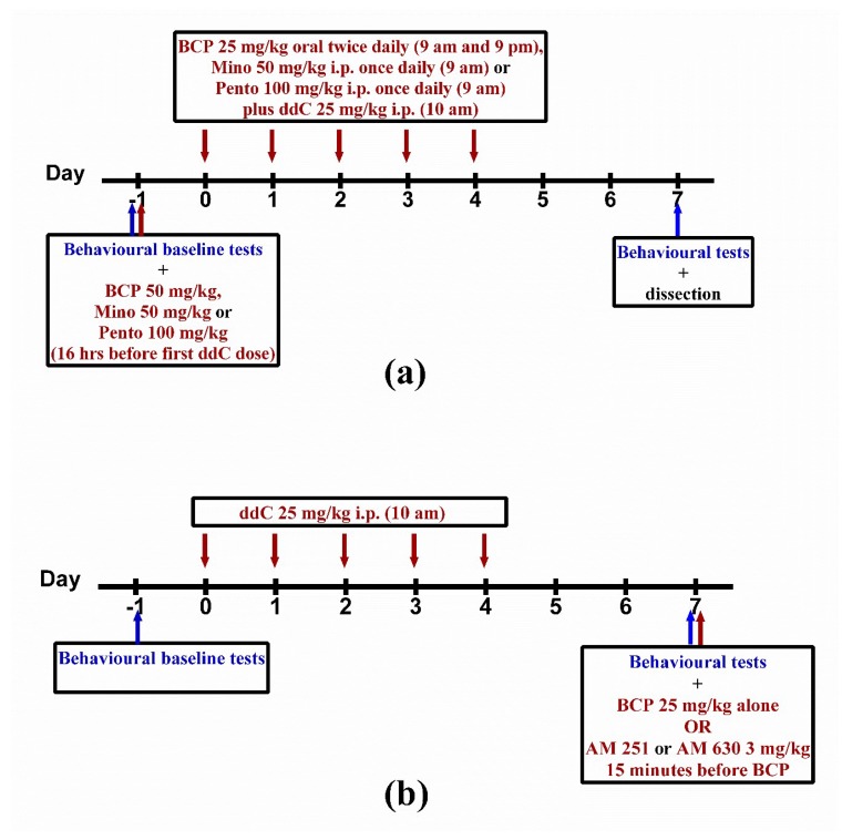 (a) Drug administration schedule for preventative treatment with β-caryophyllene (BCP), minocycline (Mino) or pentoxifylline (Pento) against 2′-3′-dideoxycytidine (ddC)-induced neuropathy. (b) Drug administration schedule for treatment with BCP against established ddC-induced neuropathy and for the CB receptor antagonists AM 251 and AM 630 before BCP. The maroon arrows indicate the days when the drugs were administered, while the blue arrows indicate when the behavioral tests were performed.