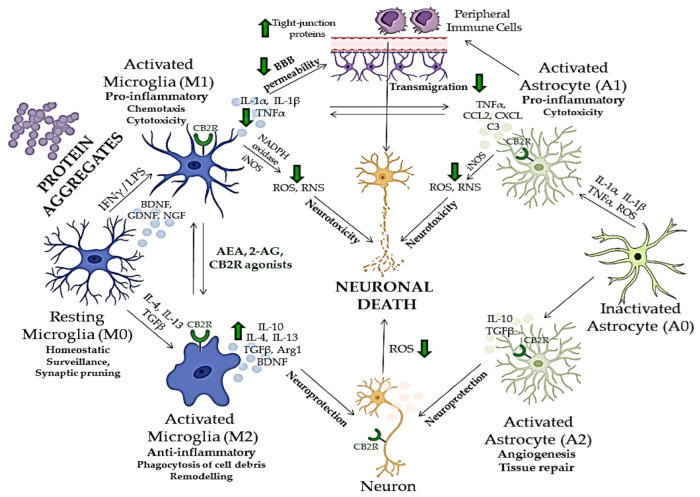 The cross-talk between neuroinflammation and neurodegeneration and neuroprotective effects of compounds acting via CB2R. Green arrows indicate the effects of endocannabinoids or CB2R agonists on different mediators of neuroinflammation and neurodegeneration. BBB—blood–brain barrier; CB2R—cannabinoid receptor 2; ROS—reactive oxygen species; RNS—reactive nitrogen species; iNOS—inducible nitric oxide synthase; IFNγ—interferon gamma, LPS—lipopolysaccharide; IL—interleukin; TGFβ—tumor growth factor beta; TNFα—tumor necrosis factor alpha; BDNF—brain-derived neurotrophic factor; NGF—neuron growth factor; GNDF—glial cell-derived neurotrophic factor; NADPH—nicotinamide adenine dinucleotide phosphate; Arg1—arginase 1; CCL2—C-C motif chemokine ligand 2; CXCL—C-X-C motif chemokine ligand; C3—complement C3. The image was created using Microsoft PowerPoint 2016.