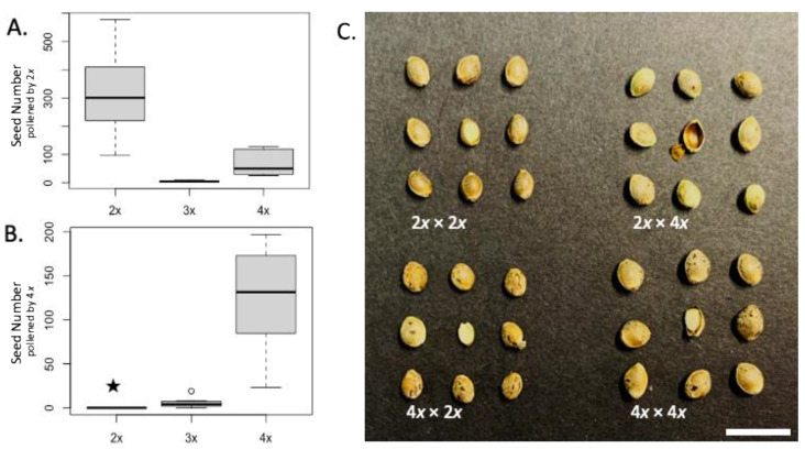 Results from interploidy crossing compatibility investigations of diploid, triploid, and tetraploid F1 hybrid Cannabis sativa. (A) Average seed count of the three ploidies of F1 hybrids, derived from crosses using diploid pollen donors and (B) tetraploid pollen donors. The star indicates that an average of 232.75 unfilled seeds and 0 filled seeds per plant were observed and the unfilled circle represents an observation outside of the 1.5 × inner quartile range cutoff as represented by the box and whiskers plots. (C) Seeds from several interploidy crossing combinations; one cut seed is displayed in the center of the grid to show seed development. Pericarps that developed as a result of the 2x × 4x crosses did not contain an embryo or endosperm. Bar = 1 cm.