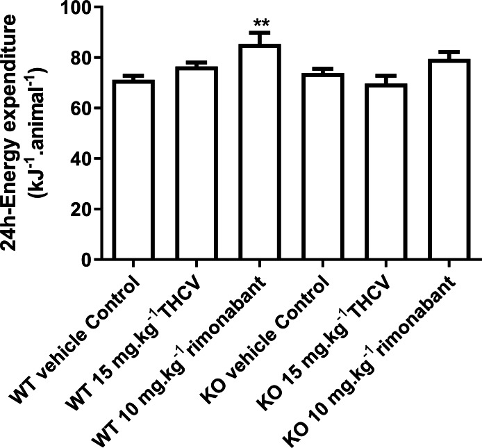Twenty-four-hour energy expenditure in mice fed on a high-fat diet and dosed with vehicle, THCV or rimonabant.Energy expenditure measurements were performed on days 25–29 of dosing. Two-way ANOVA followed by the FDR test showed that rimonabant significantly increased energy expenditure in wild-type mice. It did not increase energy expenditure significantly in knockout mice, but there was not a significant difference between energy expenditure in rimonabant-dosed wild-type mice and rimonabant-dosed knockout mice. **P < 0.01.