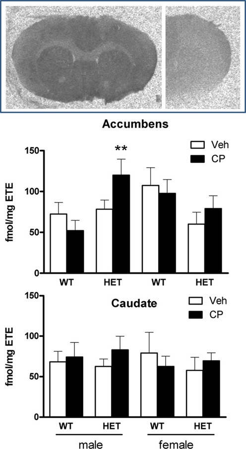 Top: typical autoradiograms of [3H]CP55,940 binding in the mouse forebrain, showing total binding (left) and non-specific binding (right). Specific binding densities were expressed as fmol/mg estimated tissue equivalent (ETE) in the nucleus accumbens (Middle) and caudate nucleus (Bottom) of male and female WT/veh, WT/CP, HET/veh, and HET/CP. Data are mean ± SEM. **P < 0.05 for difference with BDNF HET mice which had received chronic vehicle injections.